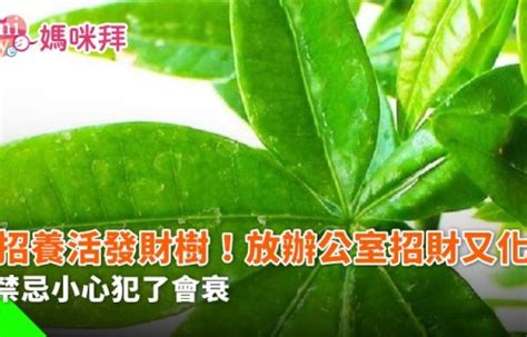 招財樹 照顧|發財樹怎麼養？發財樹種類、養殖方法、擺放位置&常。